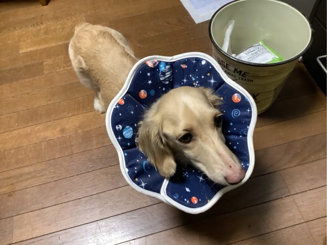 うちの愛犬